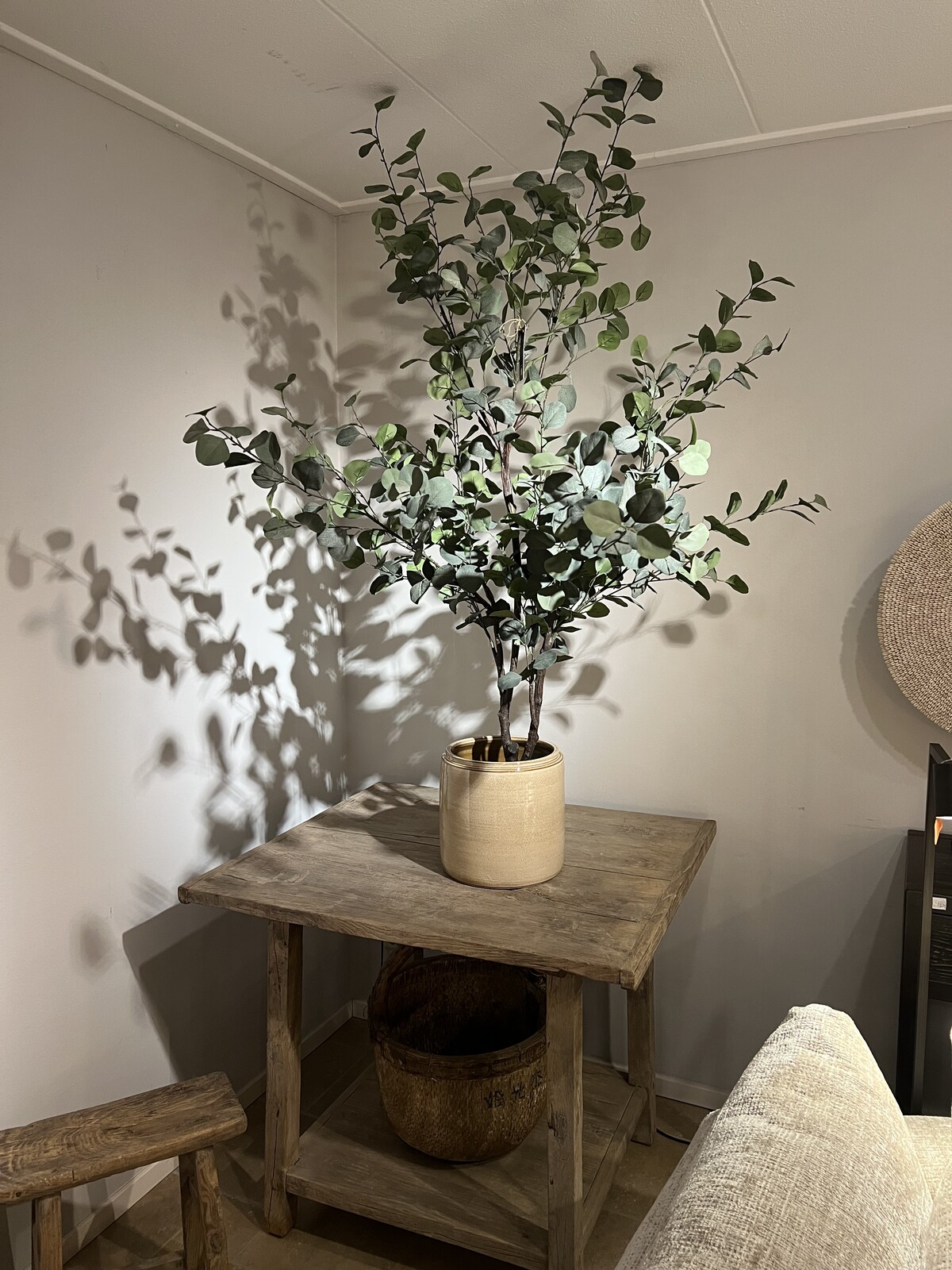 Eucalyptus boom met beige pot. 