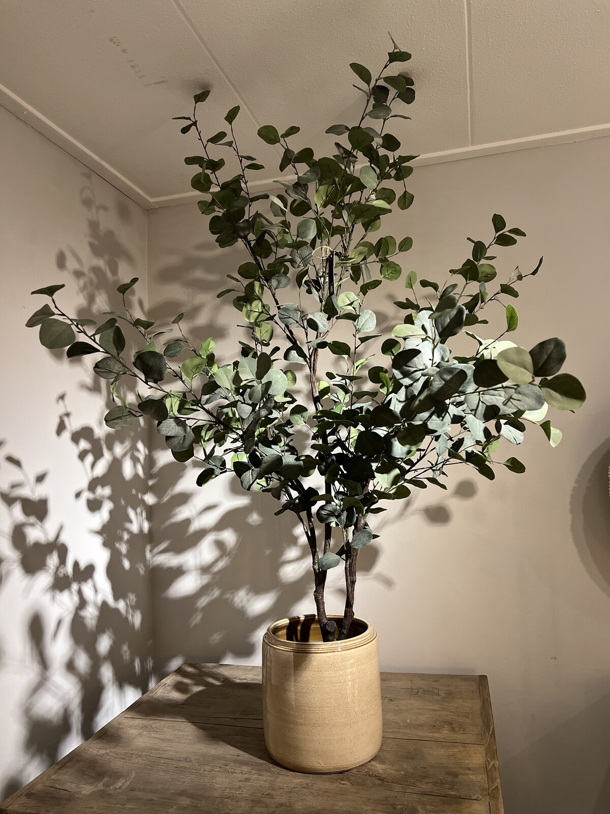 Eucalyptus boom met beige pot. 