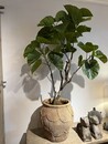 Pot